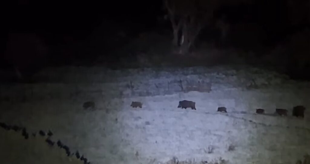 Τα αγριογούρουνα στους Φούρνους Αργολίδας