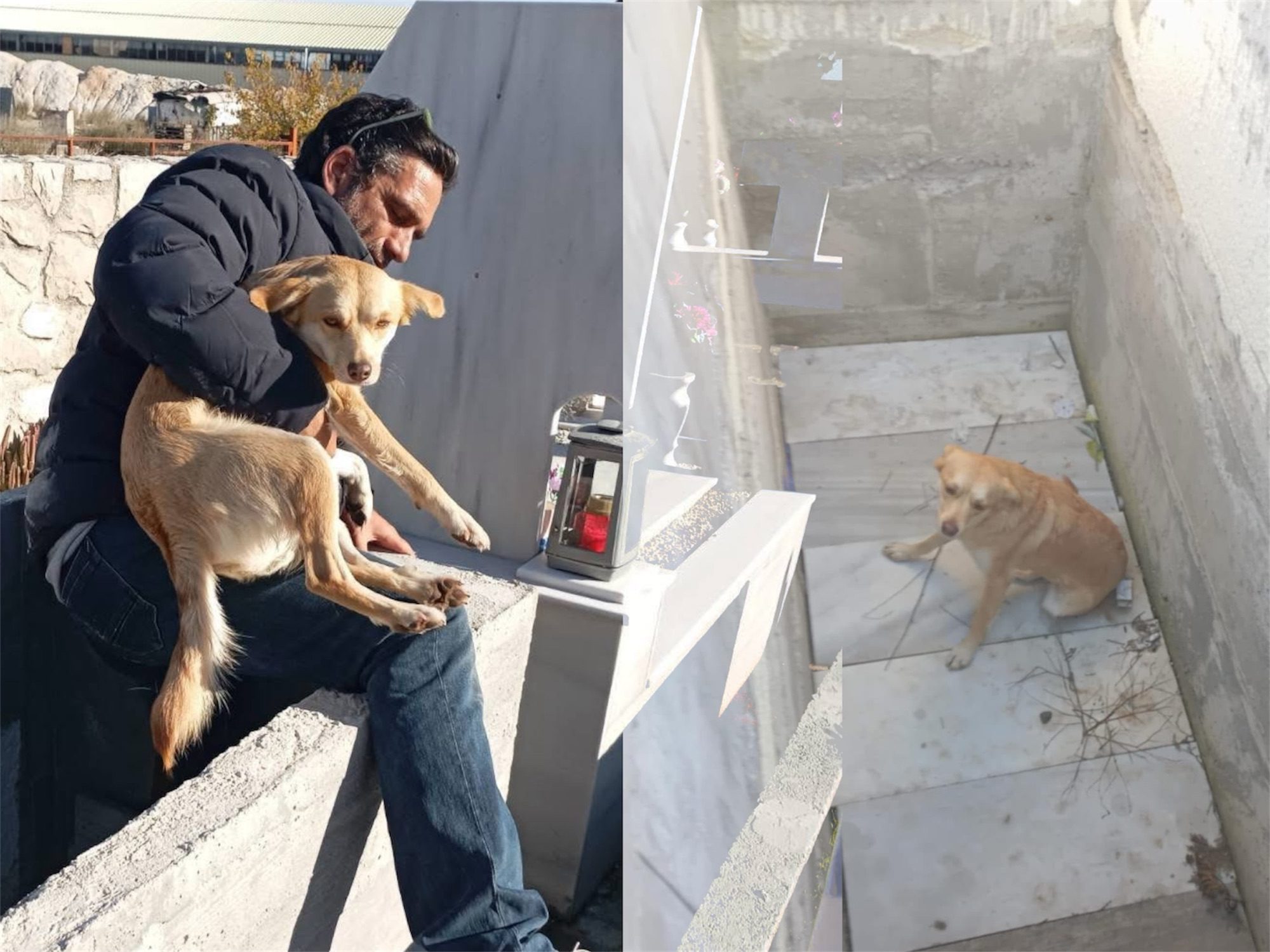 σκύλος παγιδευμένος σε τάφο στο Άργος