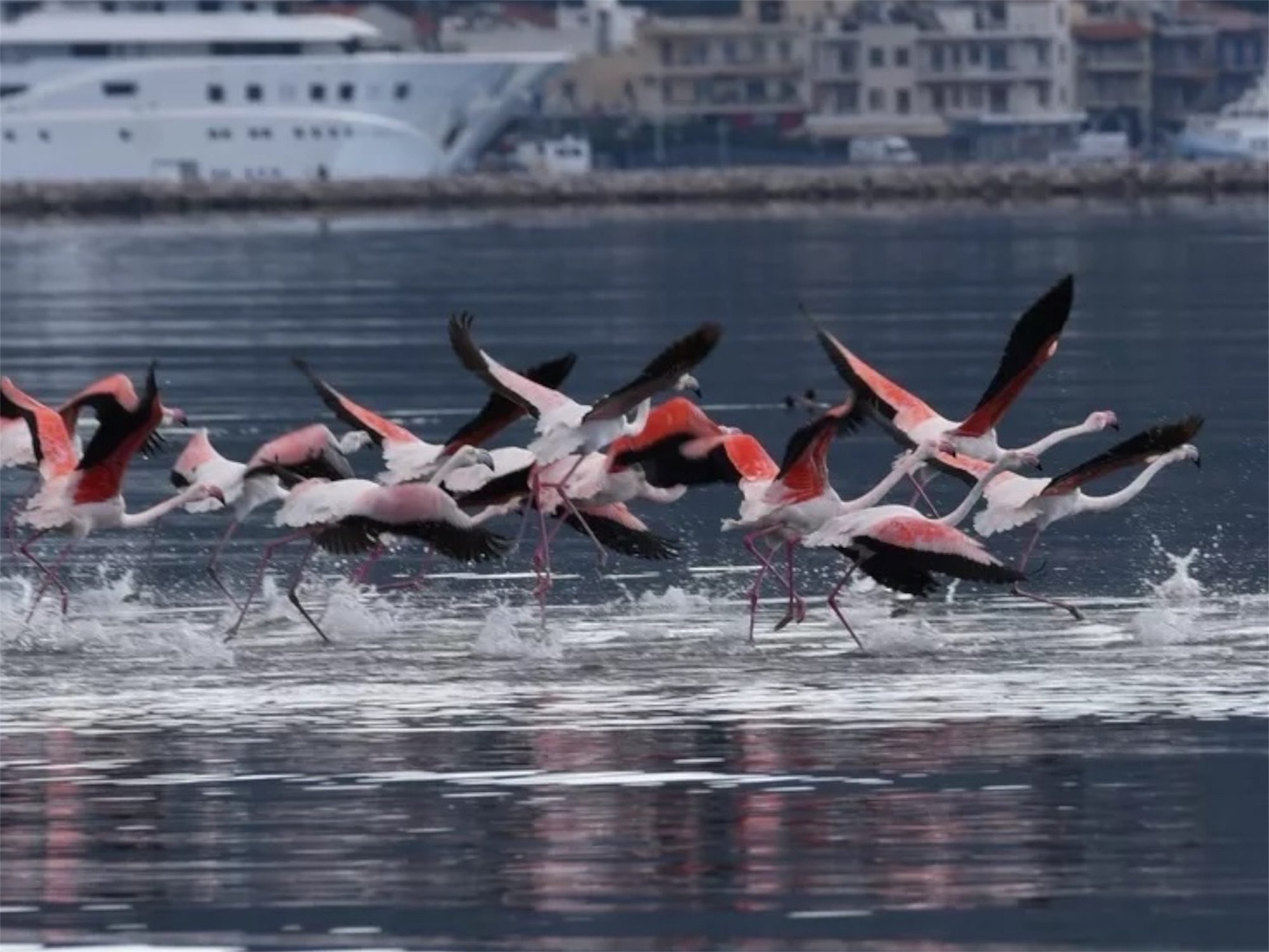 Φλαμίνγκο στο Ναύπλιο